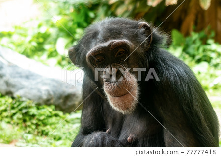 Chimpanzee smile up 77777418