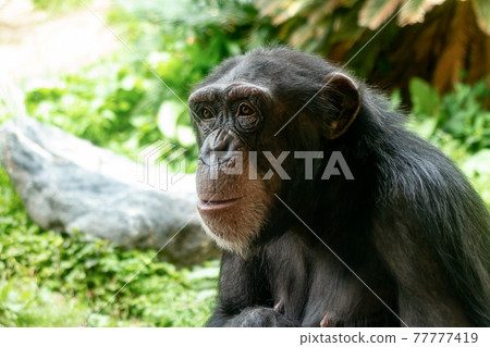 Chimpanzee up image 77777419
