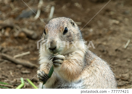 Scenery of eating grass of black-tailed prairie dog 77777421