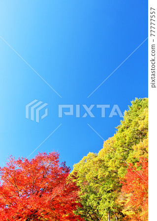 秋天天空和秋葉 秋天天空和秋葉 77777557