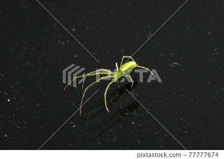 Oxytate striatus 77777674