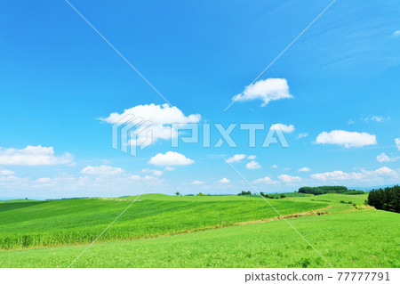 Hokkaido summer blue sky and Biei landscape 77777791