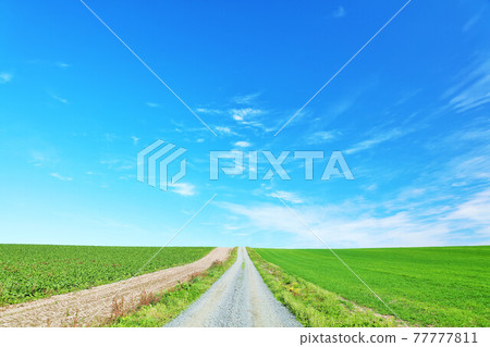 Hokkaido summer blue sky and Biei landscape 77777811