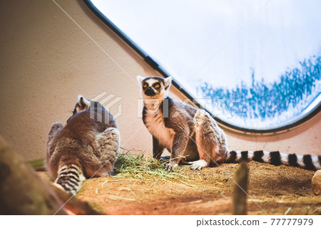 Wolverine lemur Wolverine lemur 77777979