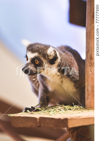 Wolverine lemur 77777980