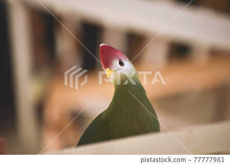 Red-tailed mandarin duck 77777981