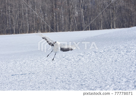 密探飛往聖所(北海道鶴井) 密探飛往聖所(北海道鶴井) 77778071