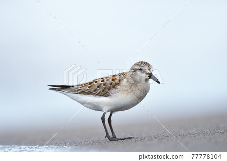 水邊漫步（北海道） 77778104