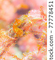 Japanese pygmy seahorse seen in Izu Oshima, Tokyo 77778451