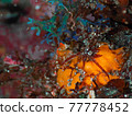 Izu Oshima Japanese Pygmy Seahorse 77778452