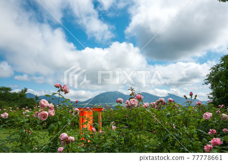 Pink roses blooming on the plateau "Hiruzen Plateau" 77778661