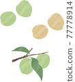 Plum fruit 77778914