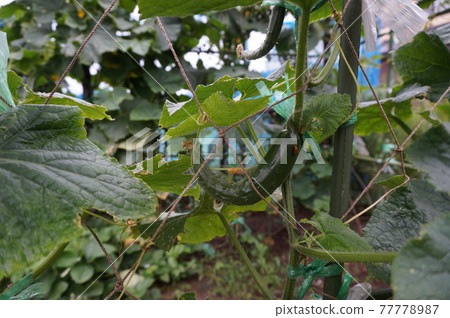 cucumber cucumber 77778987