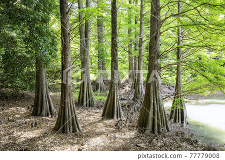 Fantastic Ochihamatsu no Mori (Sasaguri Kyudai no Mori, Sasaguri Town, Kasuya District, Fukuoka Prefecture) 77779008