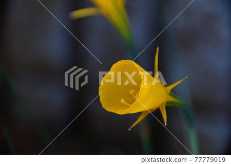 Narcissus barbocodium (narcissus) flower Saitama prefecture / April Narcissus barbocodium (narcissus) flower Saitama prefecture / April 77779019