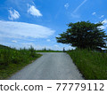 Trees and bicycles under the blue sky 77779112