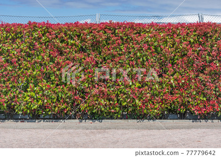 Natural fence by the private house. Natural fence by the private house. 77779642