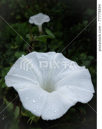 White morning glory blooming after the rain 77779894
