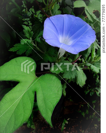 Yellow-green leaves and purple morning glory after the rain 77779895
