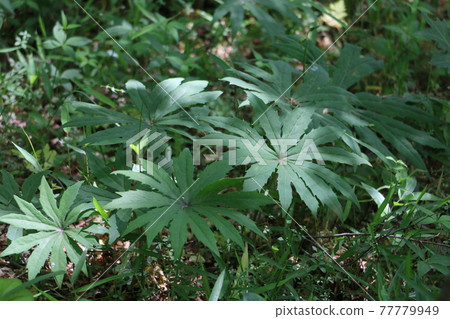 與它的葉子的Syneilesis palmata在初夏的陽光下展開 77779949