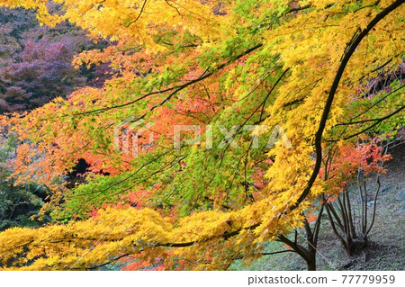 Autumn leaves Sansai Autumn leaves Sansai 77779959
