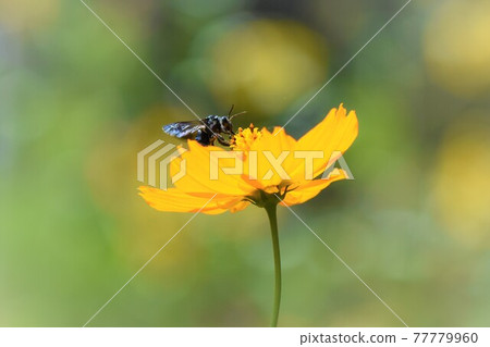 Bluebee calling for happiness Bluebee calling for happiness 77779960