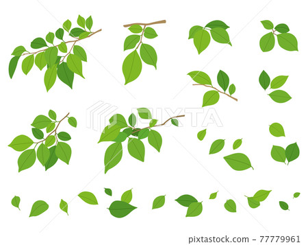 Green leaves Green leaves 77779961