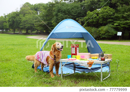 金毛獵犬在營地接聽 77779999