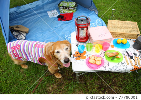 金毛獵犬在營地接聽 金毛獵犬在營地接聽 77780001