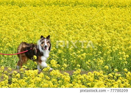 Sheltie油菜花步行 Sheltie油菜花步行 77780209