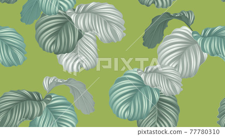 Tropical seamless pattern,  green Calathea orbifolia plants on green background 77780310