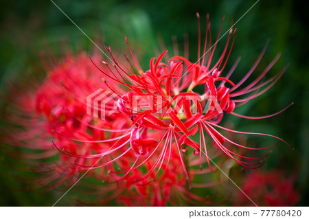 Red spider lily close-up Red spider lily close-up 77780420