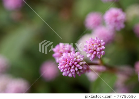 粉紅色虎杖的粉紅色小花像konpeito一樣可愛 77780580