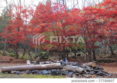 愛媛縣滑冰峽 滑冰峽自然休養林的紅葉和露營地 愛媛縣滑冰峽 滑冰峽自然休養林的紅葉和露營地 77780607