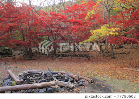 愛媛縣滑冰峽 滑冰峽自然休養林的紅葉和露營地 愛媛縣滑冰峽 滑冰峽自然休養林的紅葉和露營地 77780608