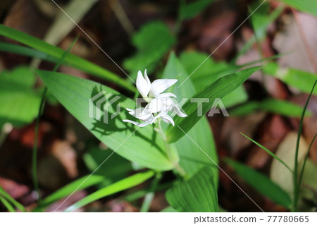 Sasabaginran with a jumping silhouette of pure white flowers 77780665