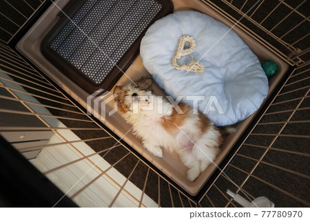 A dog taking a nap hungry in a cage A dog taking a nap hungry in a cage 77780970