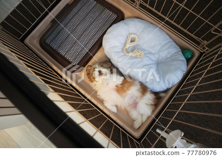 3-month-old puppy lying in the gauge 77780976