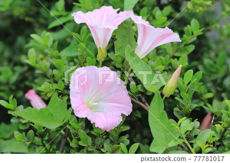 Pink morning glory (bindweed) flowers 77781017