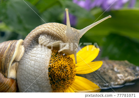 snail is actively crawling in nature. mollusc and invertebrate. snail is actively crawling in nature. mollusc and invertebrate. 77781071