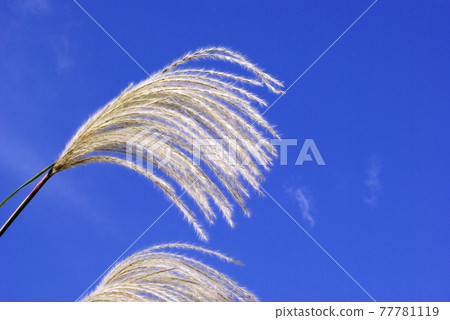 蒲公英（Obana）的耳朵在秋天的藍天中優雅地擺動 77781119