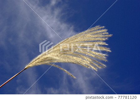 The ears of Japanese pampas grass (Obana) were swaying gracefully in the autumn blue sky 77781120