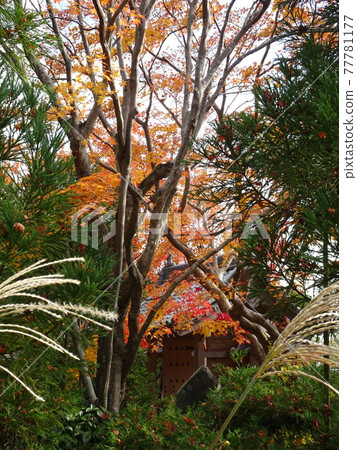 Genko-an over the autumn leaves in Kyoto 77781177