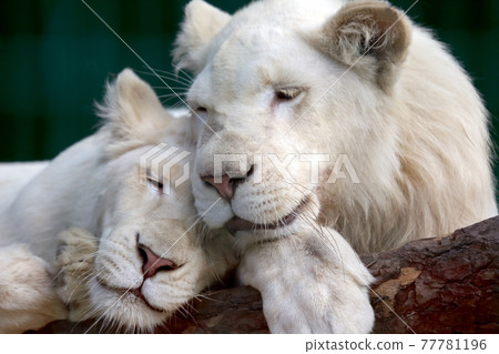 lion and lioness gently pressed their heads to each other 77781196