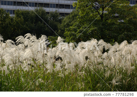 成群的蒲葦 (Obana) 優雅地搖曳著 77781298
