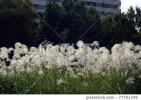 成群的蒲葦 (Obana) 優雅地搖曳著 77781299