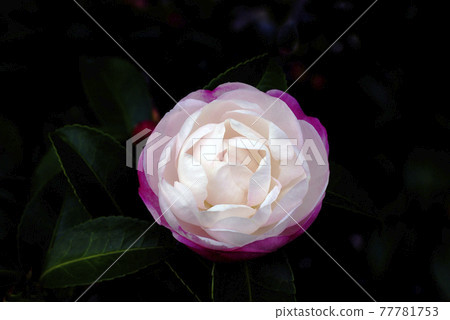 Light pink Sasanqua flowers are a gentle shade Light pink Sasanqua flowers are a gentle shade 77781753