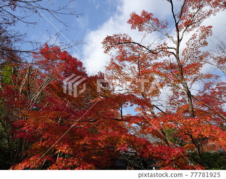 Josho-ji Temple over the autumn leaves in Kyoto Josho-ji Temple over the autumn leaves in Kyoto 77781925