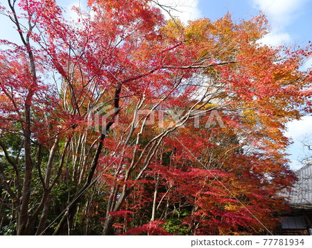 京都秋葉上的常正寺 77781934
