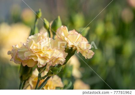 Carnation white Carnation white 77781962